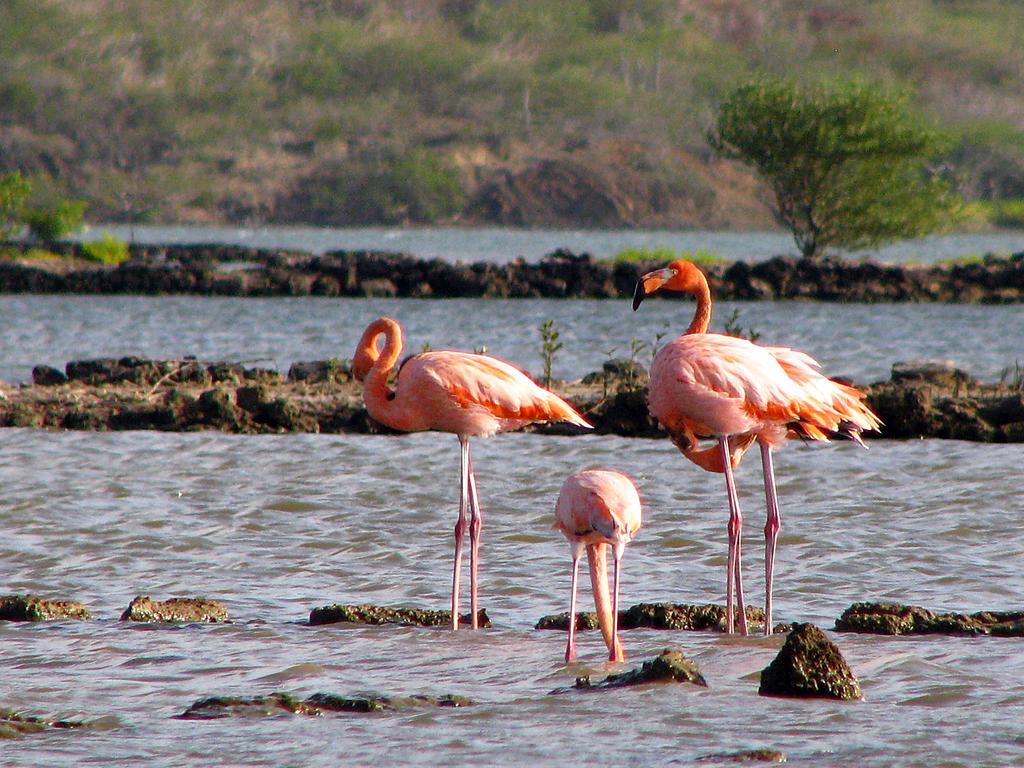 Dream Of The Green Flamingo Willibrordus Dış mekan fotoğraf